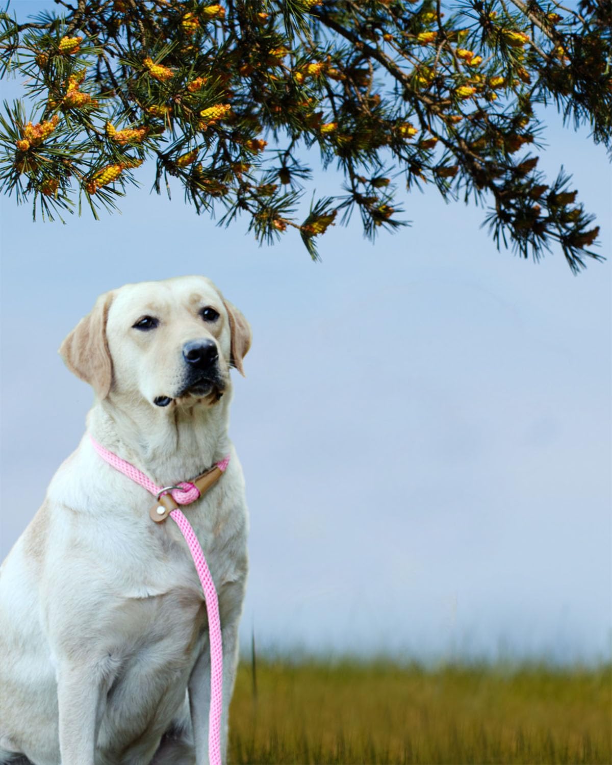 Lynxking dog leash slip lead available-sizes-3-8-and-1-2-inch showcases versatile options for small to large dogs