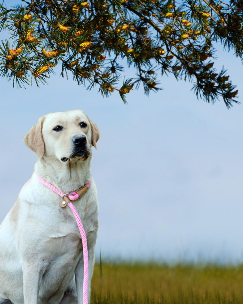 Lynxking dog leash slip lead available-sizes-3-8-and-1-2-inch showcases versatile options for small to large dogs