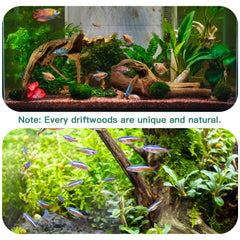 LYPHARD AQUARIUMS driftwood natural branch ready for tank setup and hiding spots