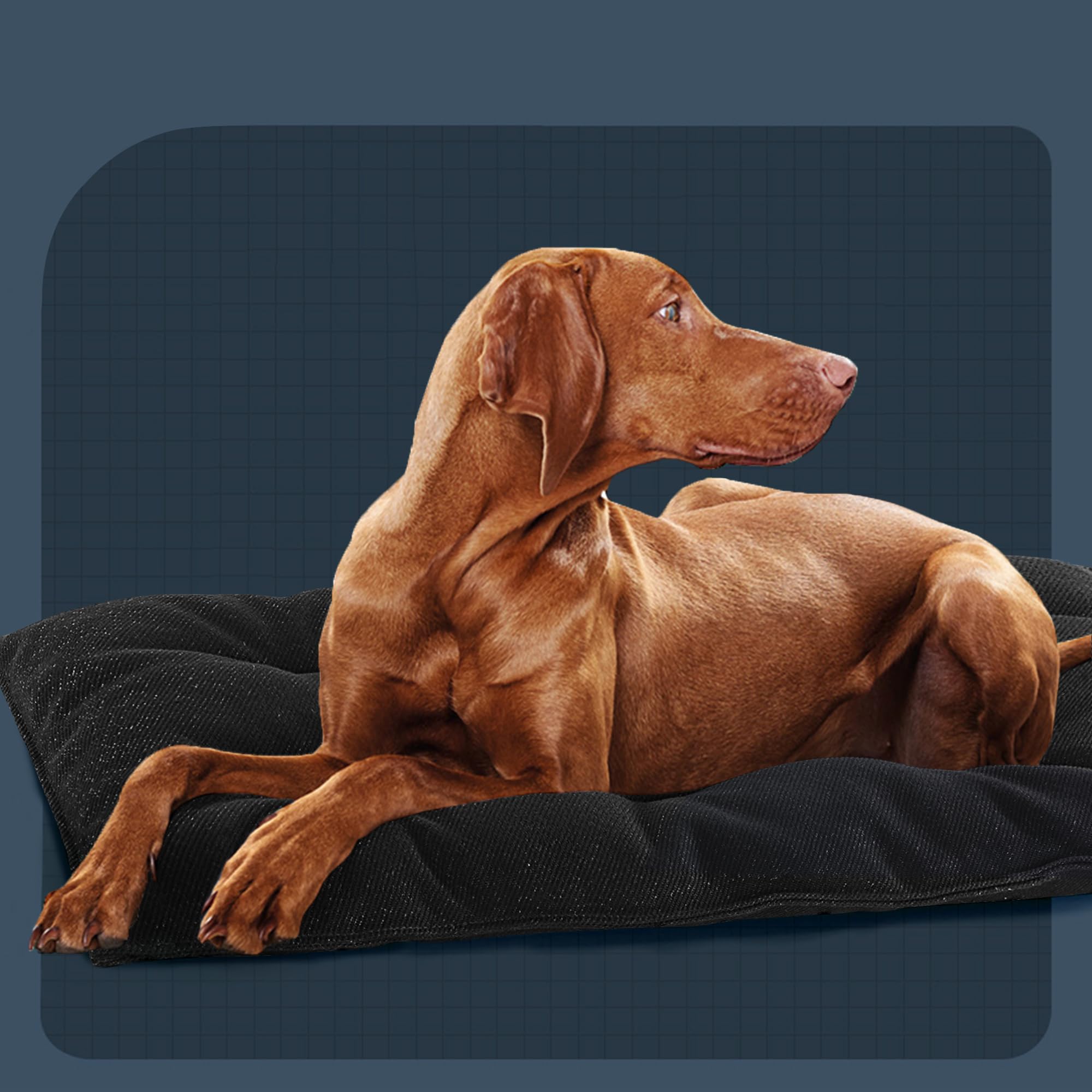 MABOZOO XL dog bed in use for crate training