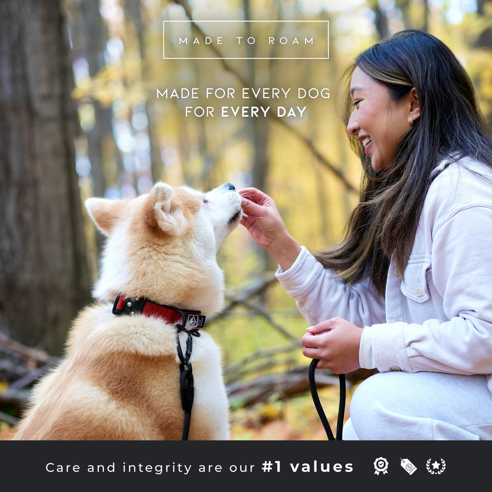MADE TO ROAM Colorado Nightsky color on collar for stylish daily use.