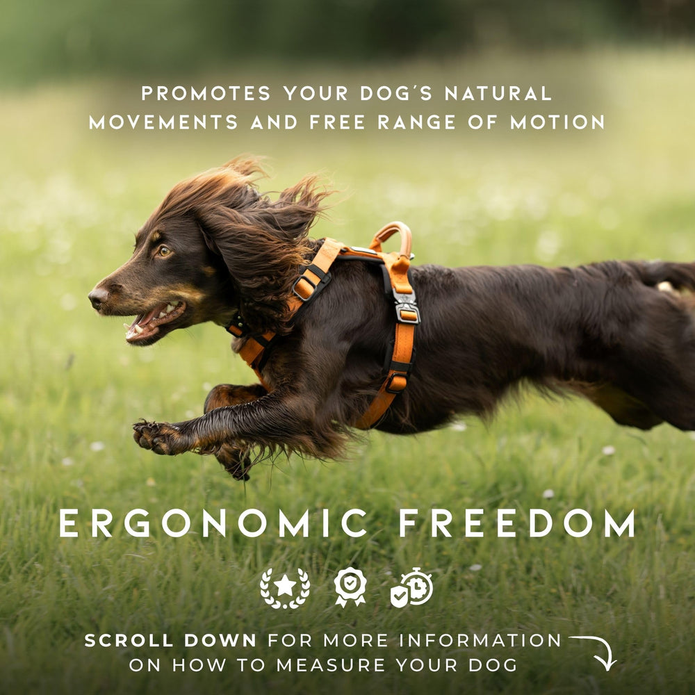 MADE TO ROAM Explorer Harness D-ring detail emphasizes reliable leash attachment for confident control.