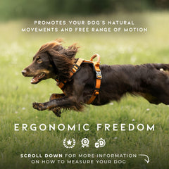 MADE TO ROAM Explorer Harness D-ring detail emphasizes reliable leash attachment for confident control.