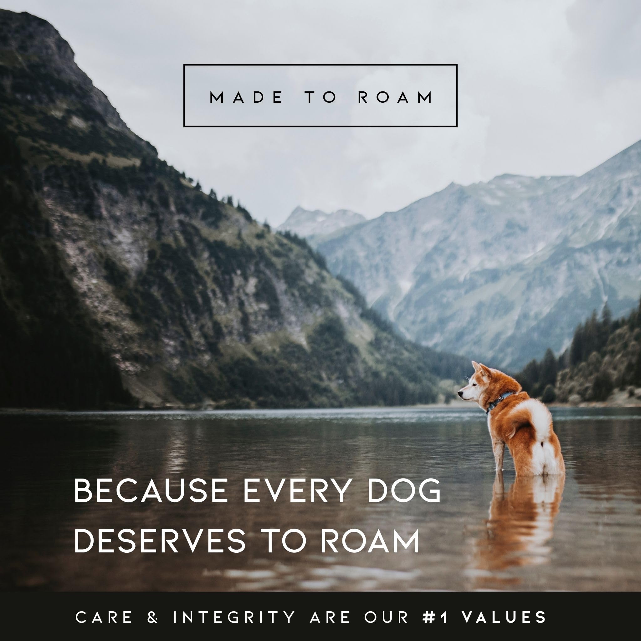 MADE TO ROAM Explorer Harness fully adjusted fit ensures comfortable movement for dogs of all shapes.