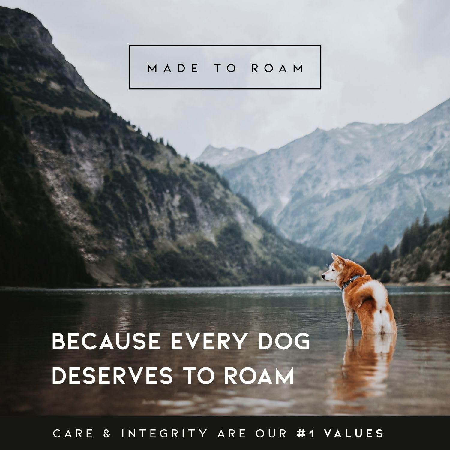 MADE TO ROAM Explorer Leash color colorado nightsky: outdoor-ready style for adventurous dogs.