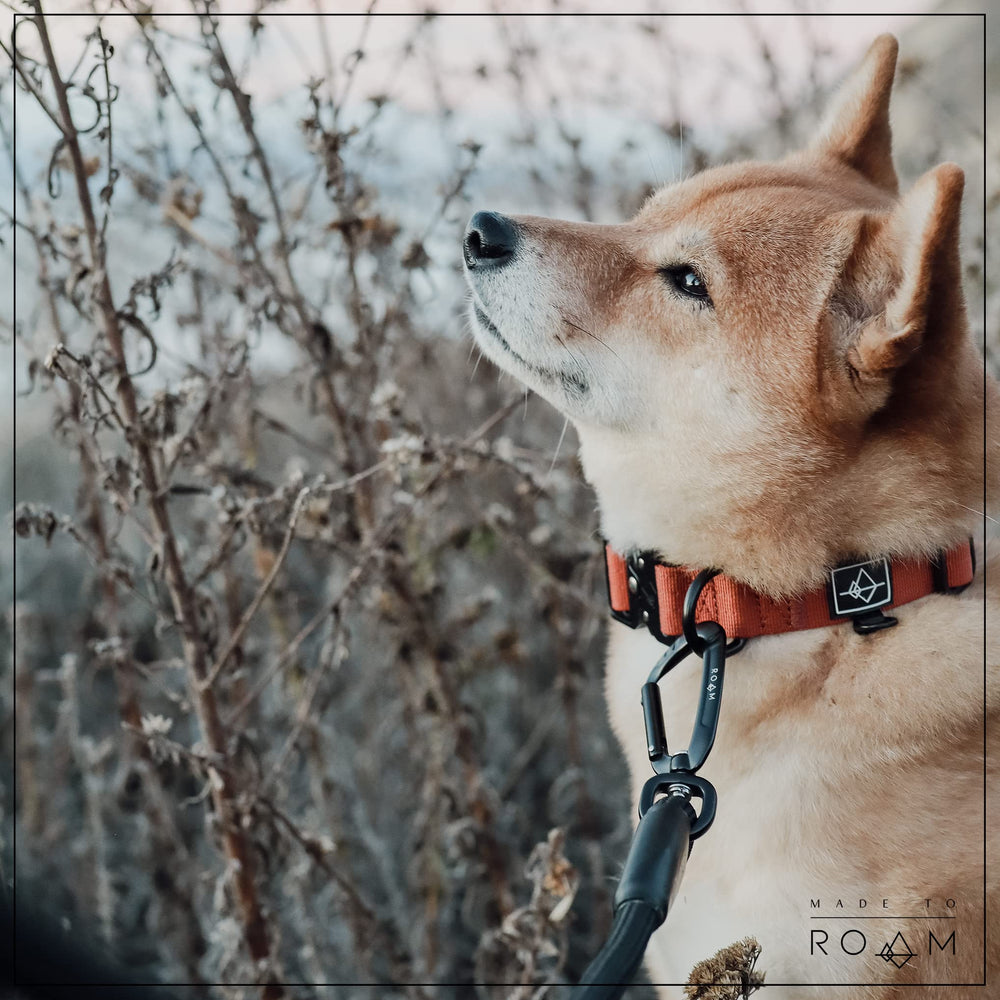 MADE TO ROAM Premium Everyday Leash metal clamps with matte coating for snag-free grip