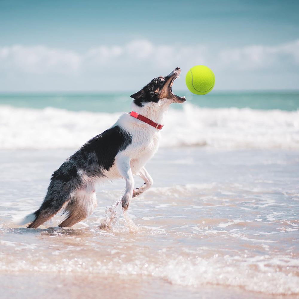 Magicorange outdoor indoor play ball for dogs — versatile, durable, and family-friendly.