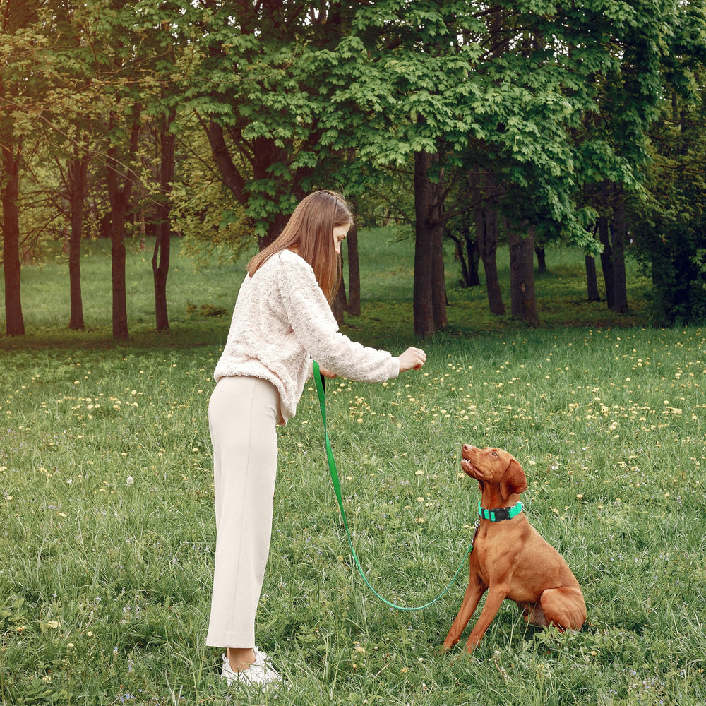 Maiiu D-ring leash attachment confirms secure leash connection and tag option.