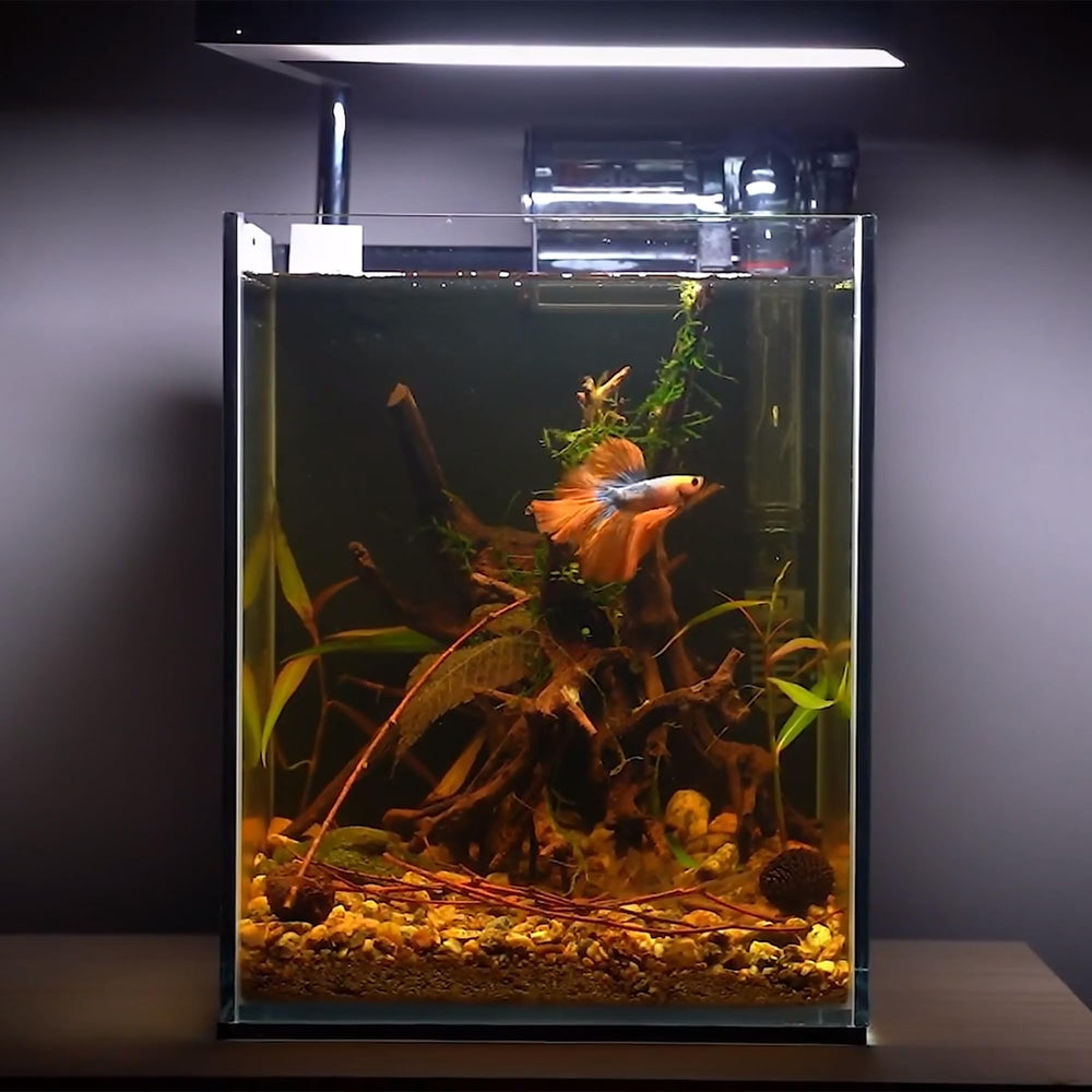 majoywoo driftwood for moss trees in tanks enhances visual appeal.