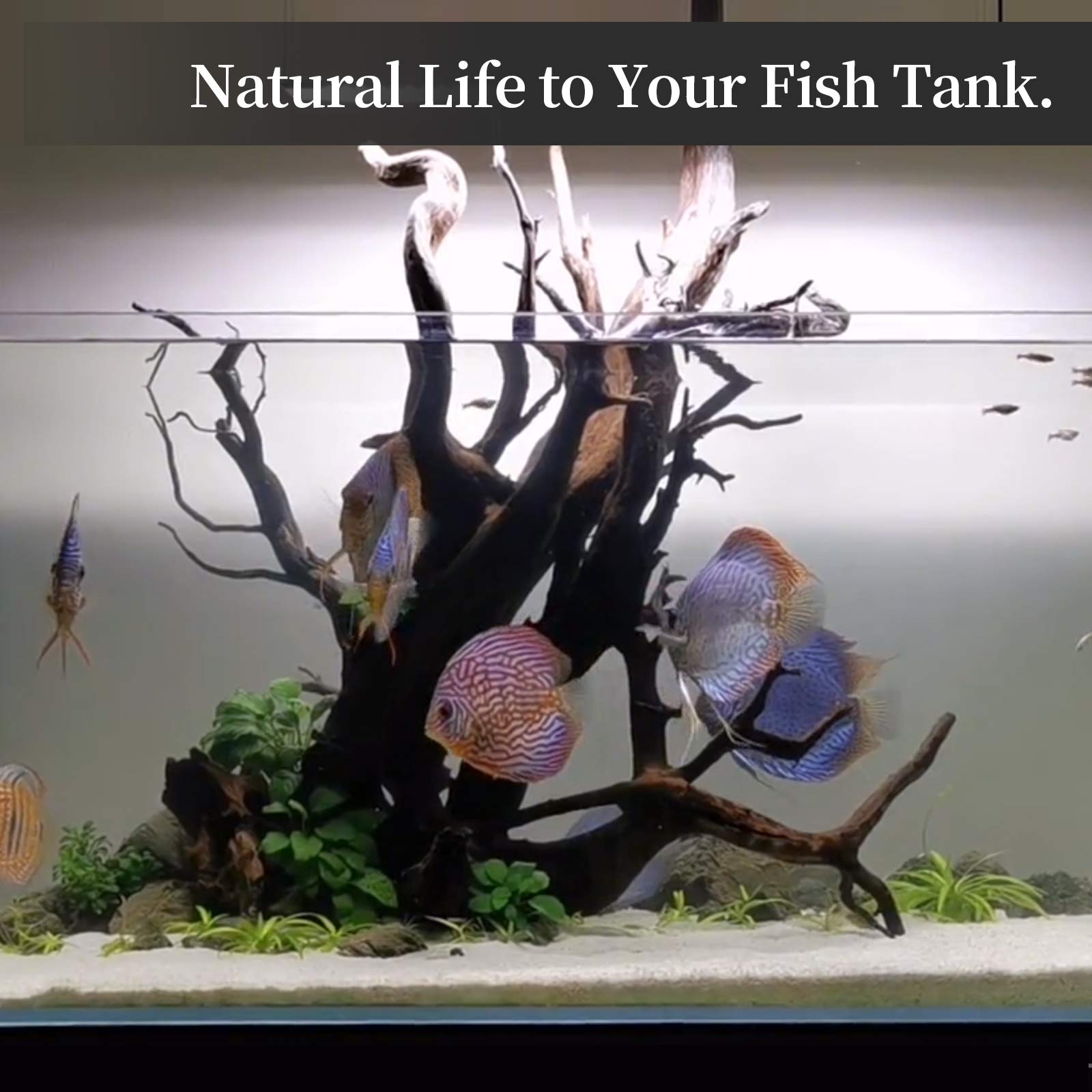 Majoywoo sturdy driftwood resists underwater and dry conditions for durable decor.