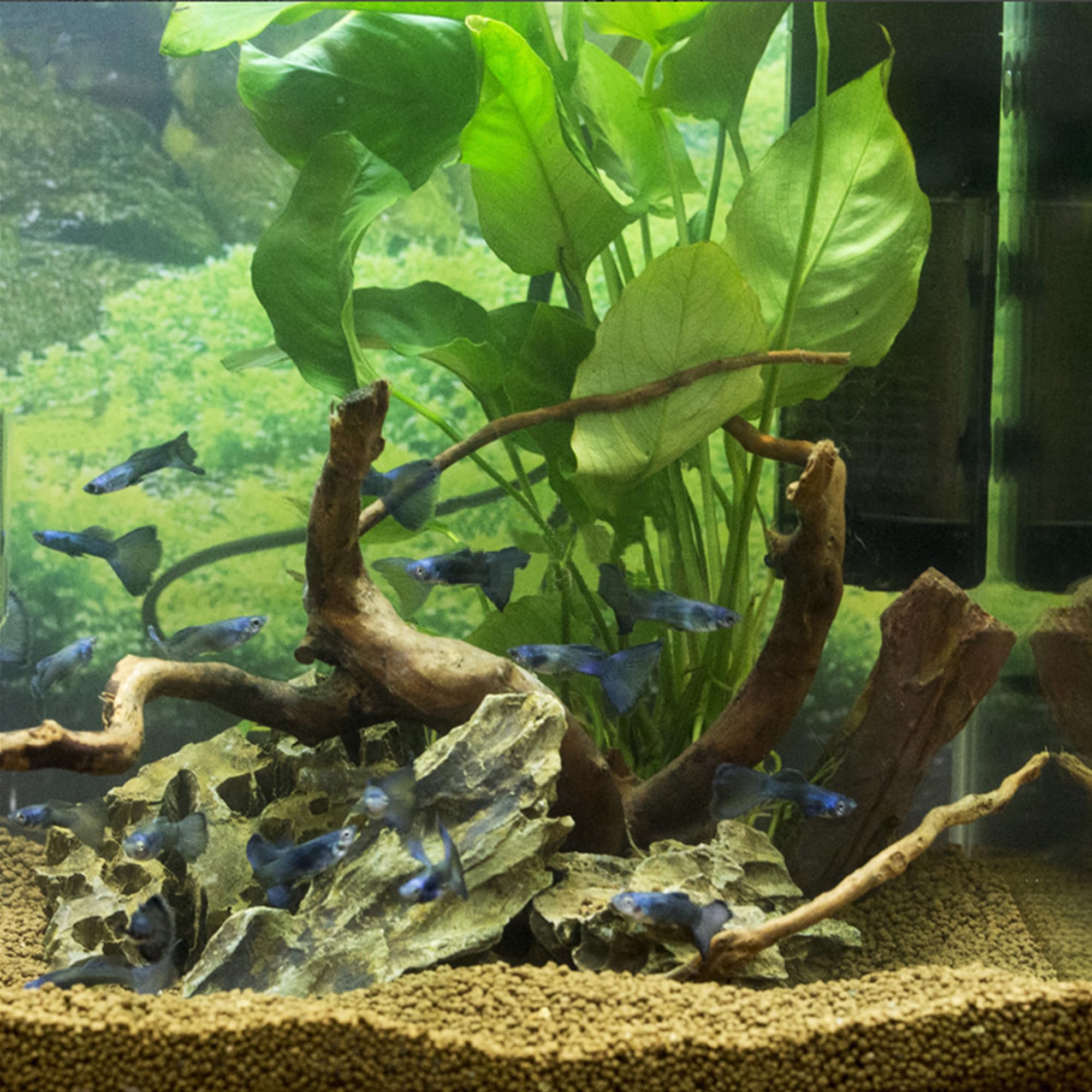 majoywoo natural spider wood enhances aquarium aesthetics and natural feel for reptiles.