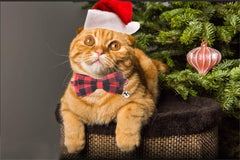 Malier adjustable cat collar from 6 to 10 inches for a precise fit