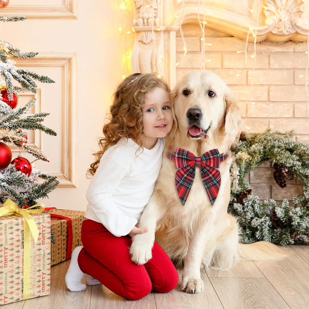 Malier Christmas collar on dog during festive walks and photos.