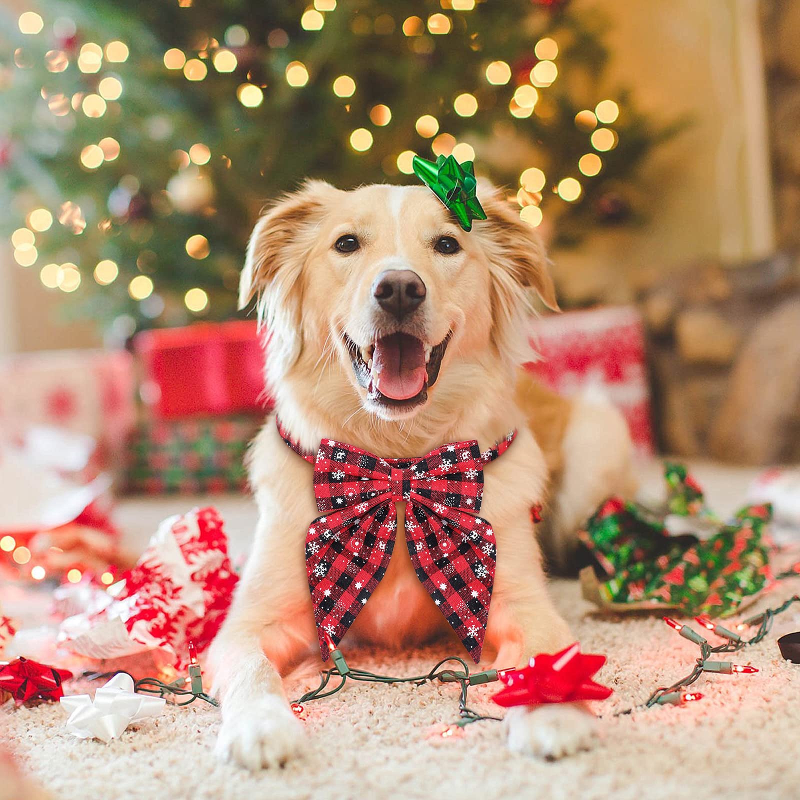 Malier Christmas dog collar on a dog during holiday party photos.