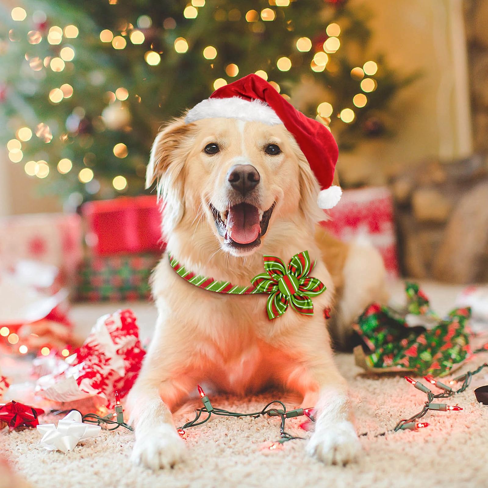 Malier Christmas dog collar looks for parties, daily wear, and festive photos