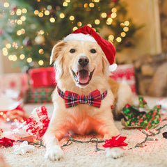 Malier Christmas plaid collar with adjustable buckle on dogs provides secure, versatile fit