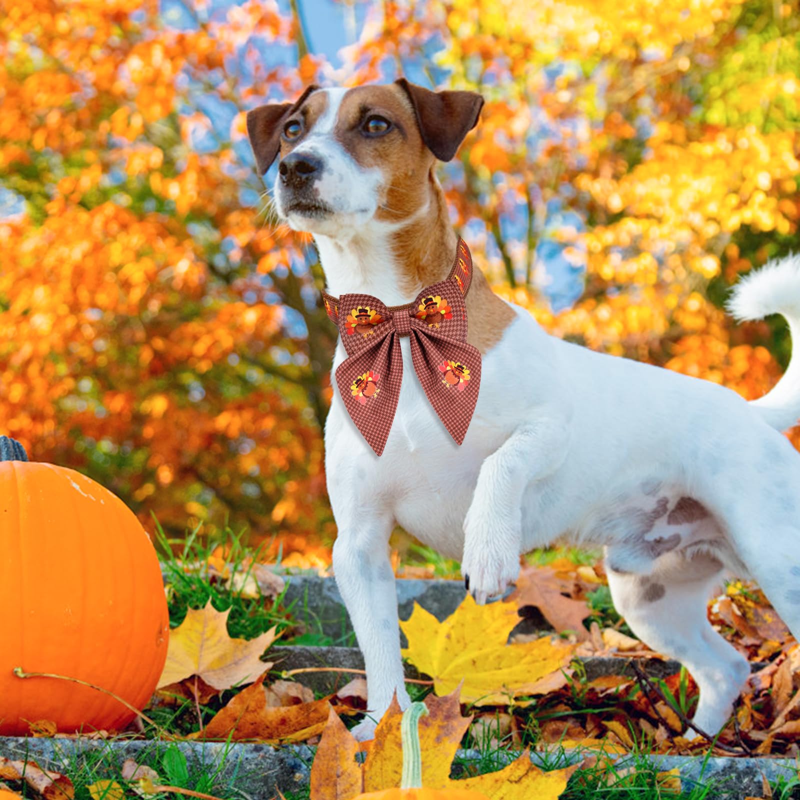 Malier holiday collar on a pet ready for fall festivities