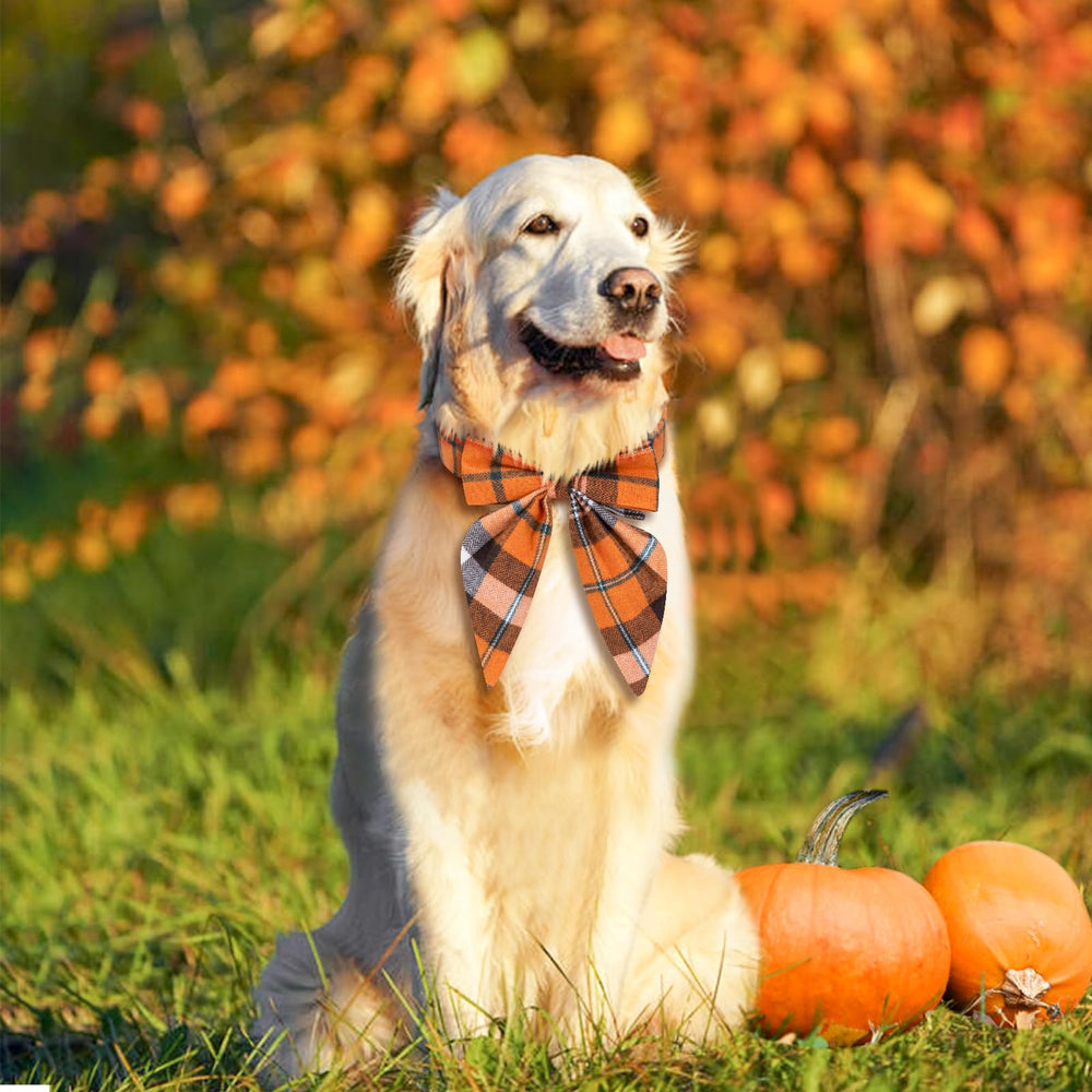 Malier holiday dog collar setup for festive photos