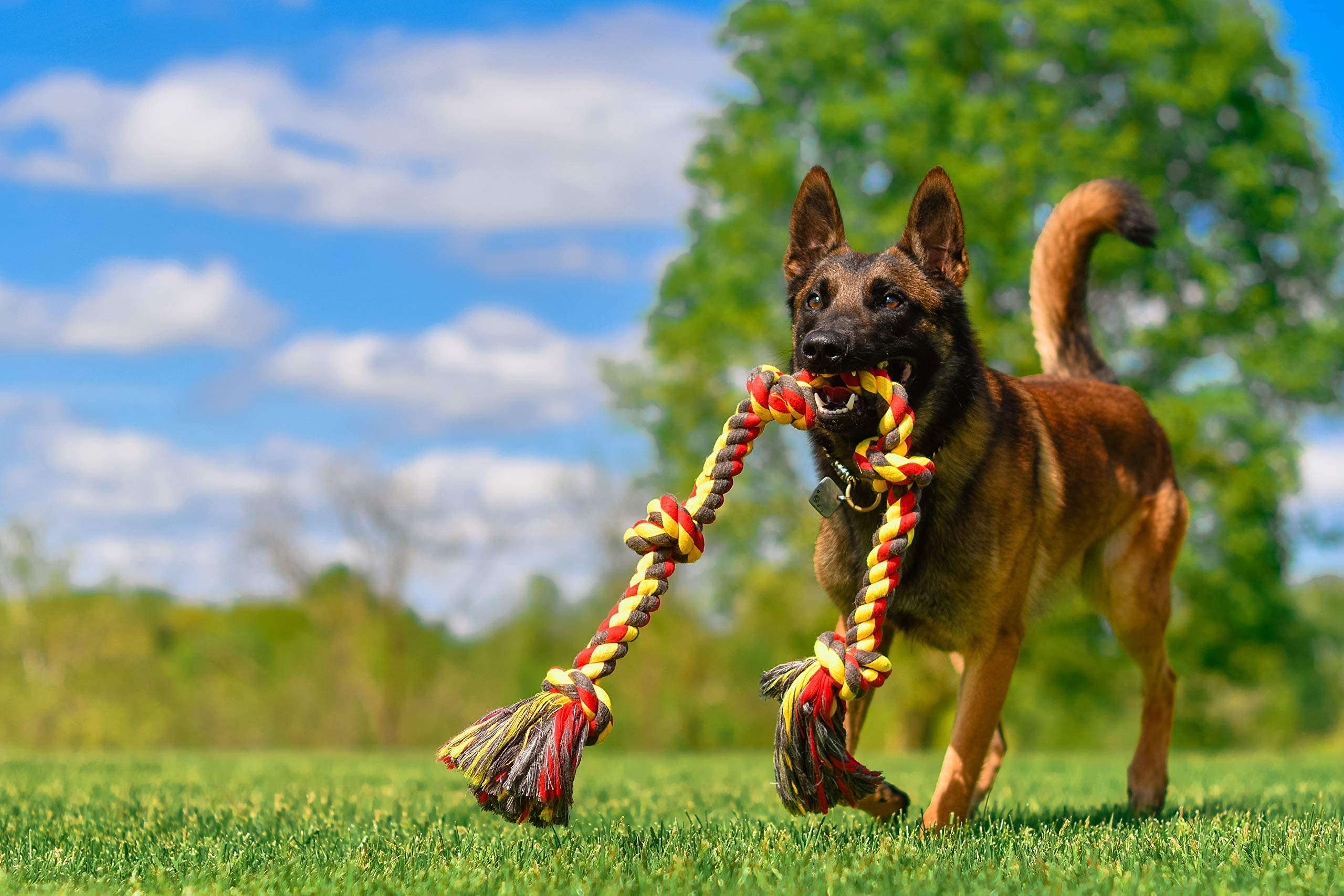 Mammoth Flossy Chews safe materials ensure lasting, chew-friendly rope tug sessions.