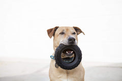 Mammoth TireBiterII encourages tossing and fetch for longer play sessions.