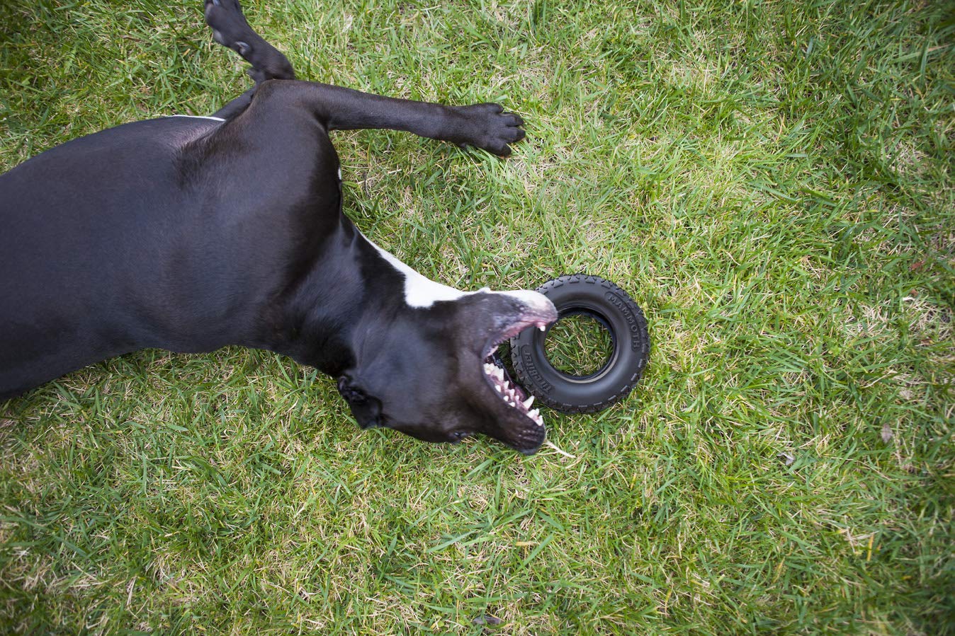 Mammoth TireBiterII large-dog toy designed for dogs over 80 pounds.