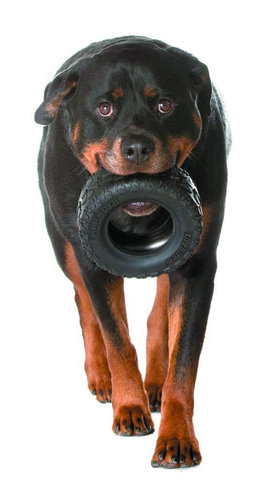 Mammoth TireBiterII tug-of-war-ready design supports playful tug sessions.