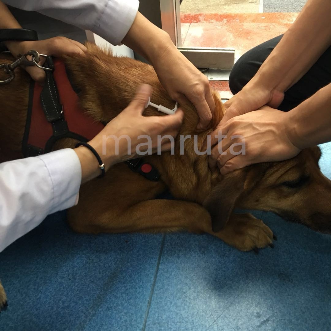 Manruta pet safety management kit illustrates proactive care.