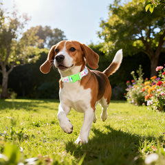MAOWUWUJOZ adjustable dog collar fits small to XL dogs.