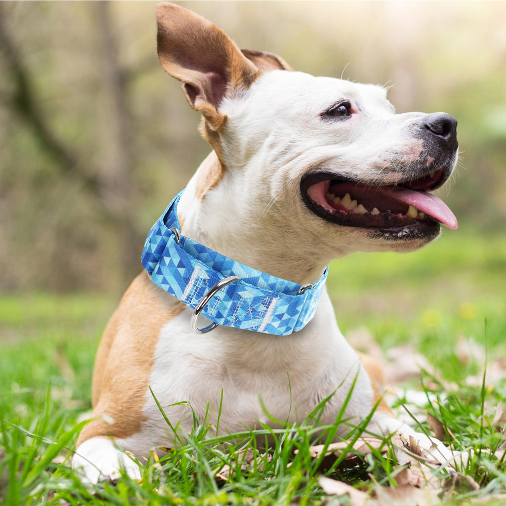 Maowuwujoz dog wearing martingale collar during walk — reliable training aid.
