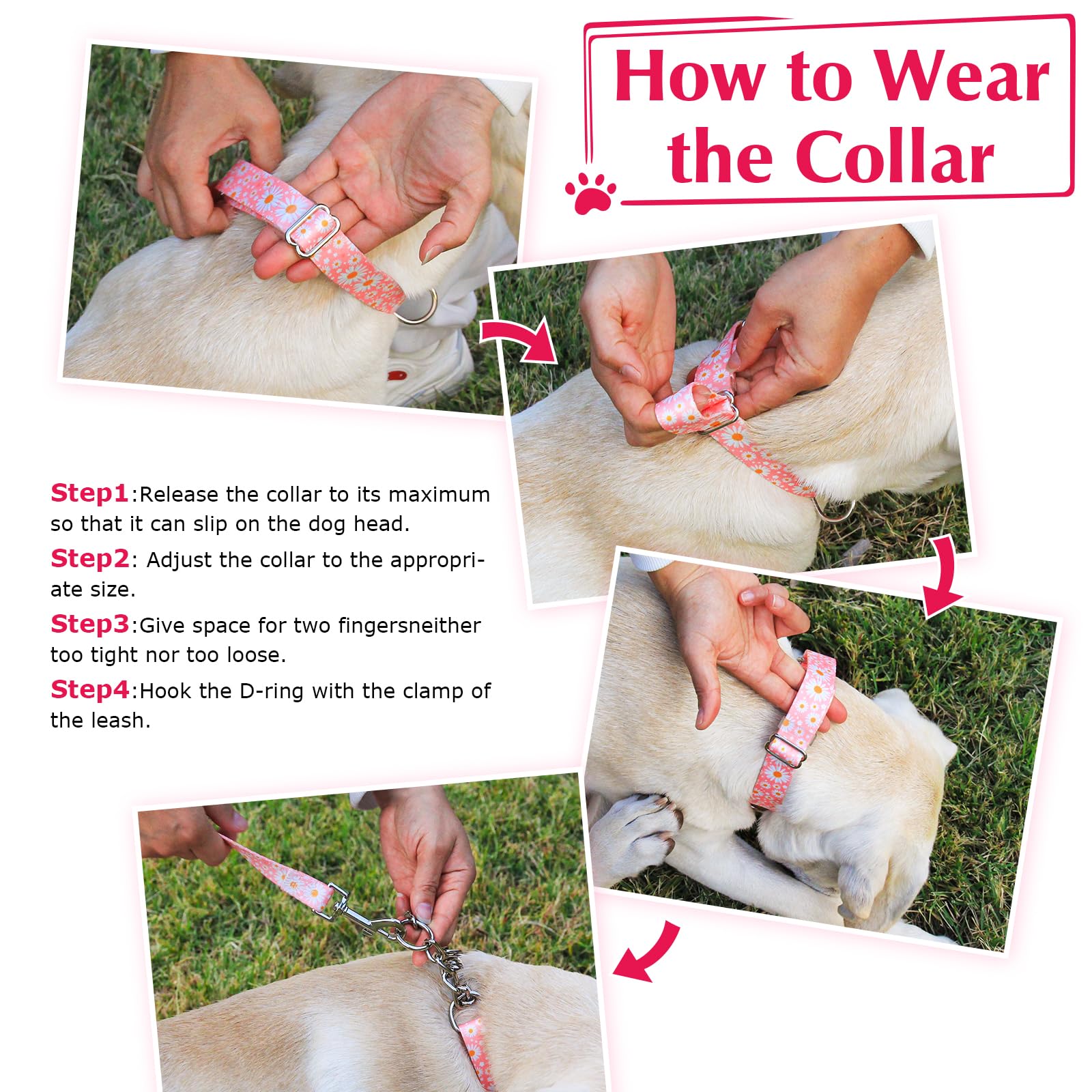 MAOWUWUJOZ collar on dog shows comfortable-fit for long walks.