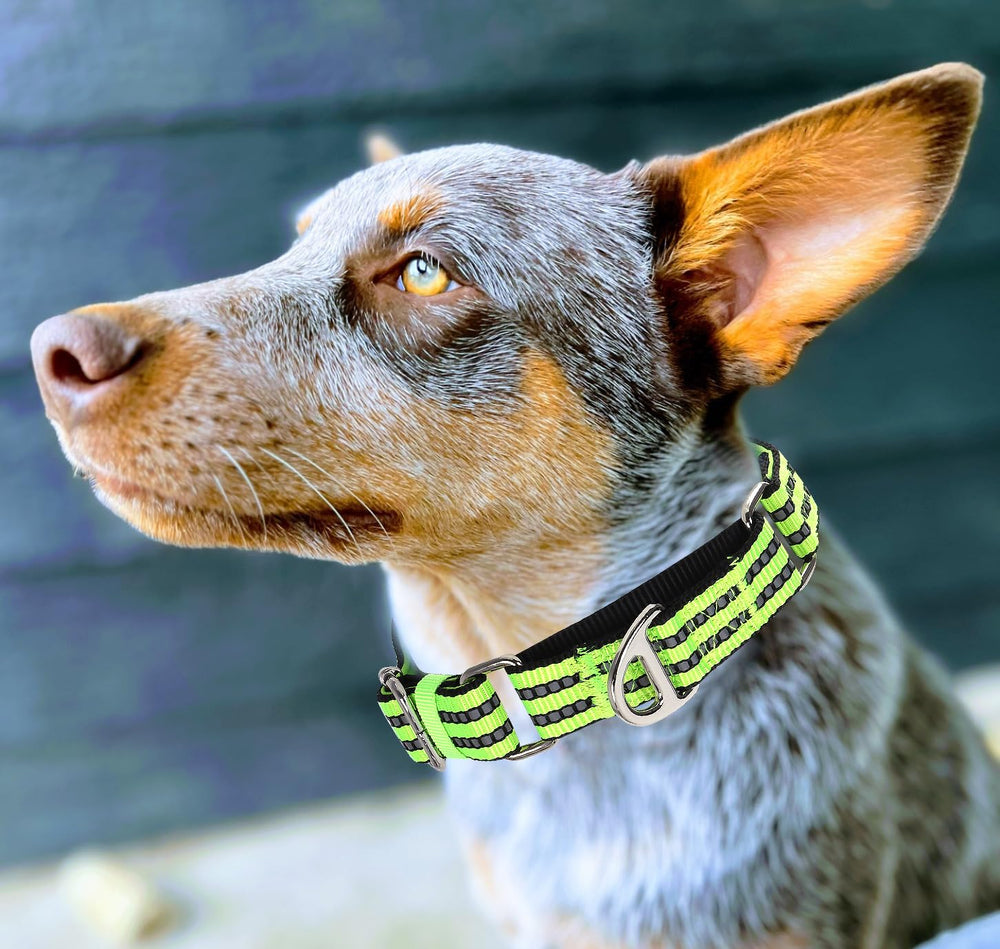 MAOWUWUJOZ martingale collar showing heavy-duty D-ring for leash attachment.