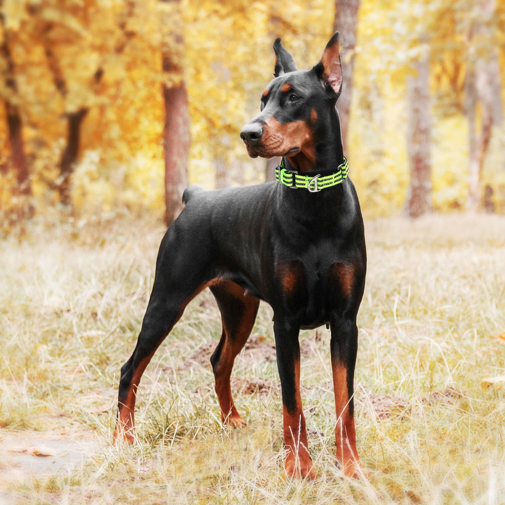 MAOWUWUJOZ martingale collar pictured during training sessions for pulling control.