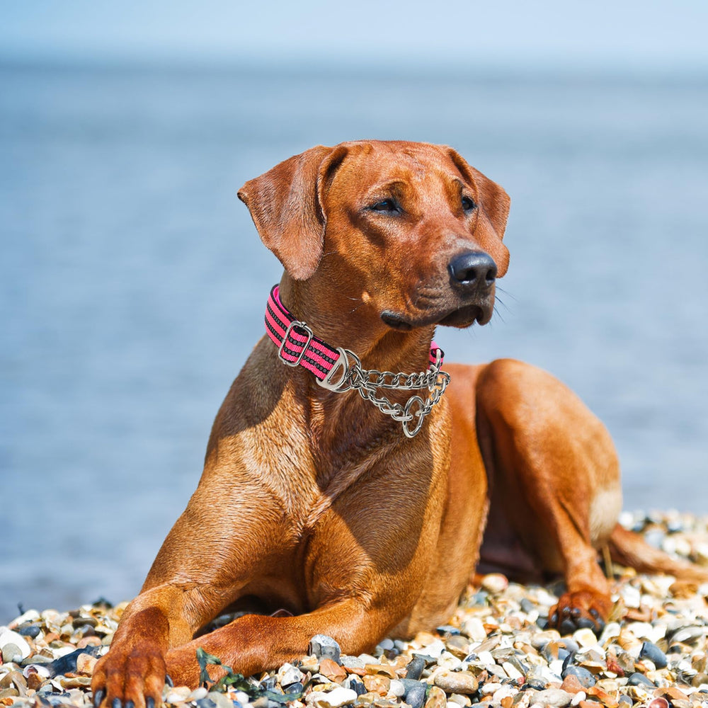 MAOWUWUJOZ soft padded interior keeps dogs comfortable