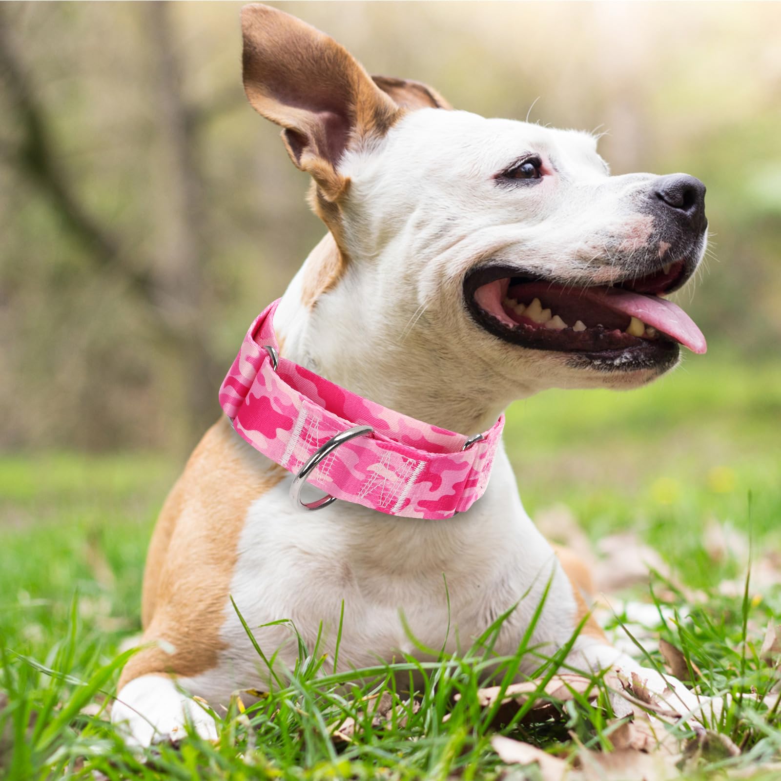 MAOWUWUJOZ martingale collar side view highlights durable hardware for lasting wear during big-dog play