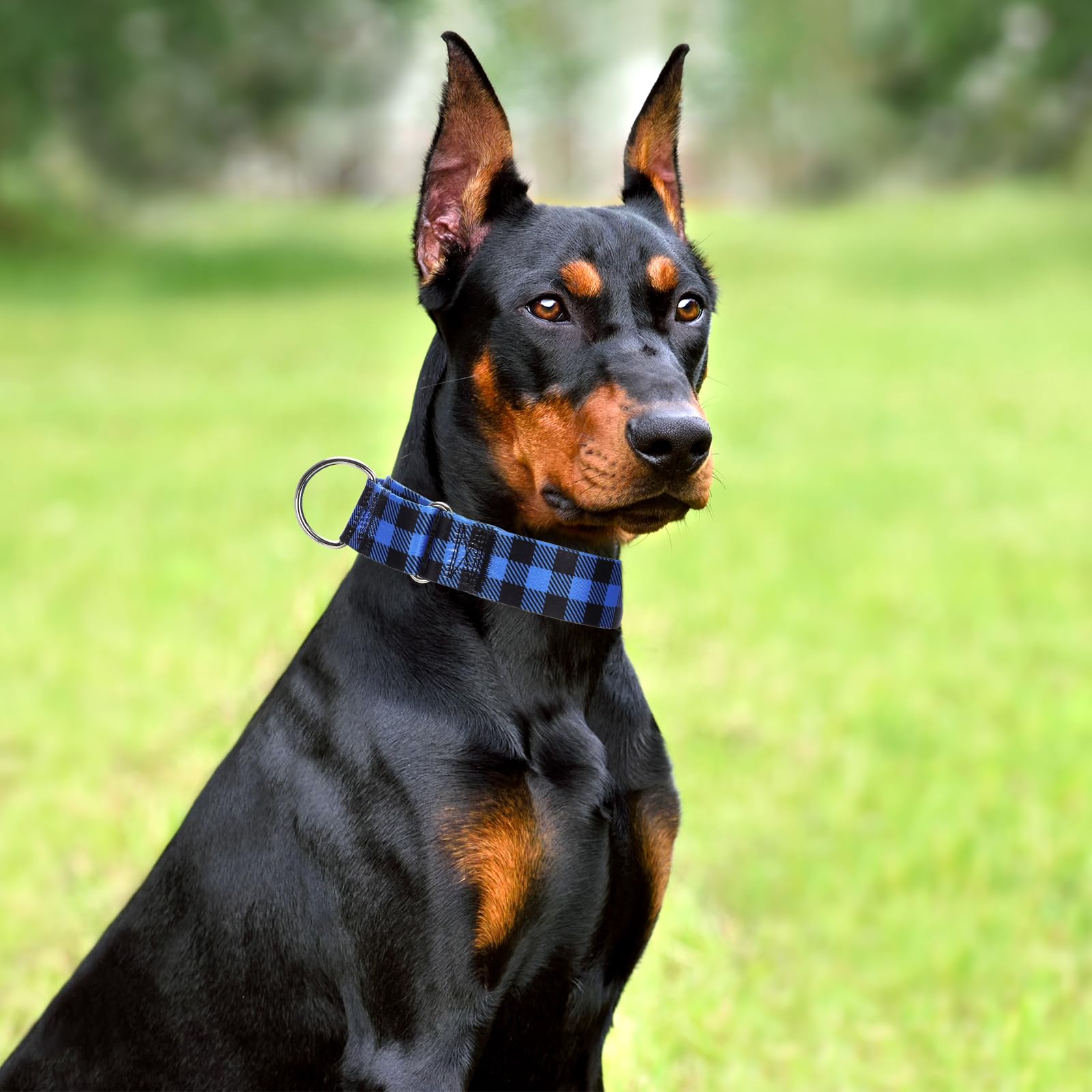 MAOWUWUJOZ dog wearing blue plaid collar during outdoor play.