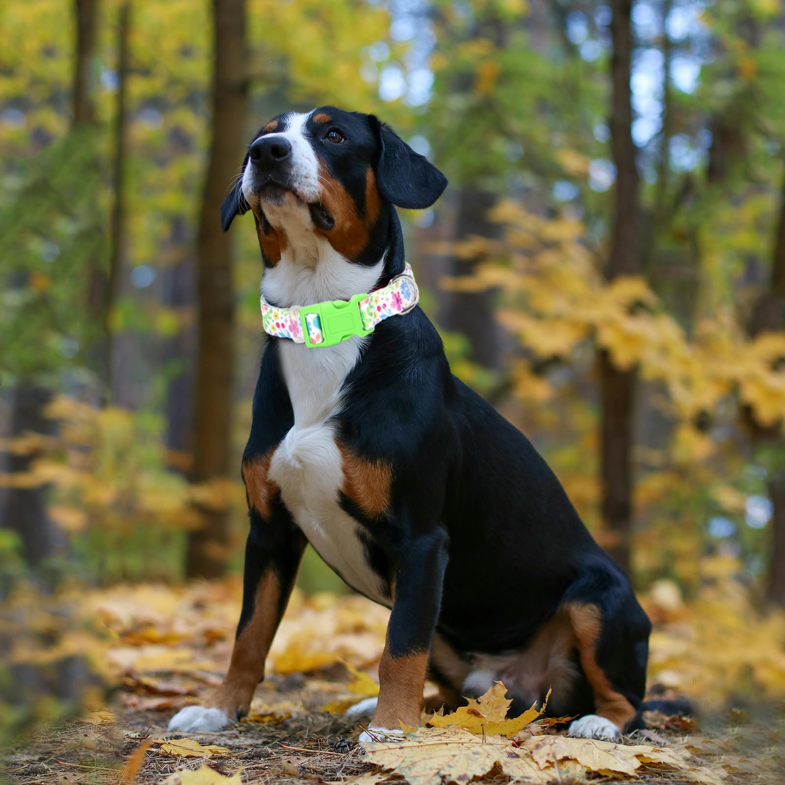 MAOWUWUJOZ xl-dog-collar-for-girls, ideal gift and daily adventures.