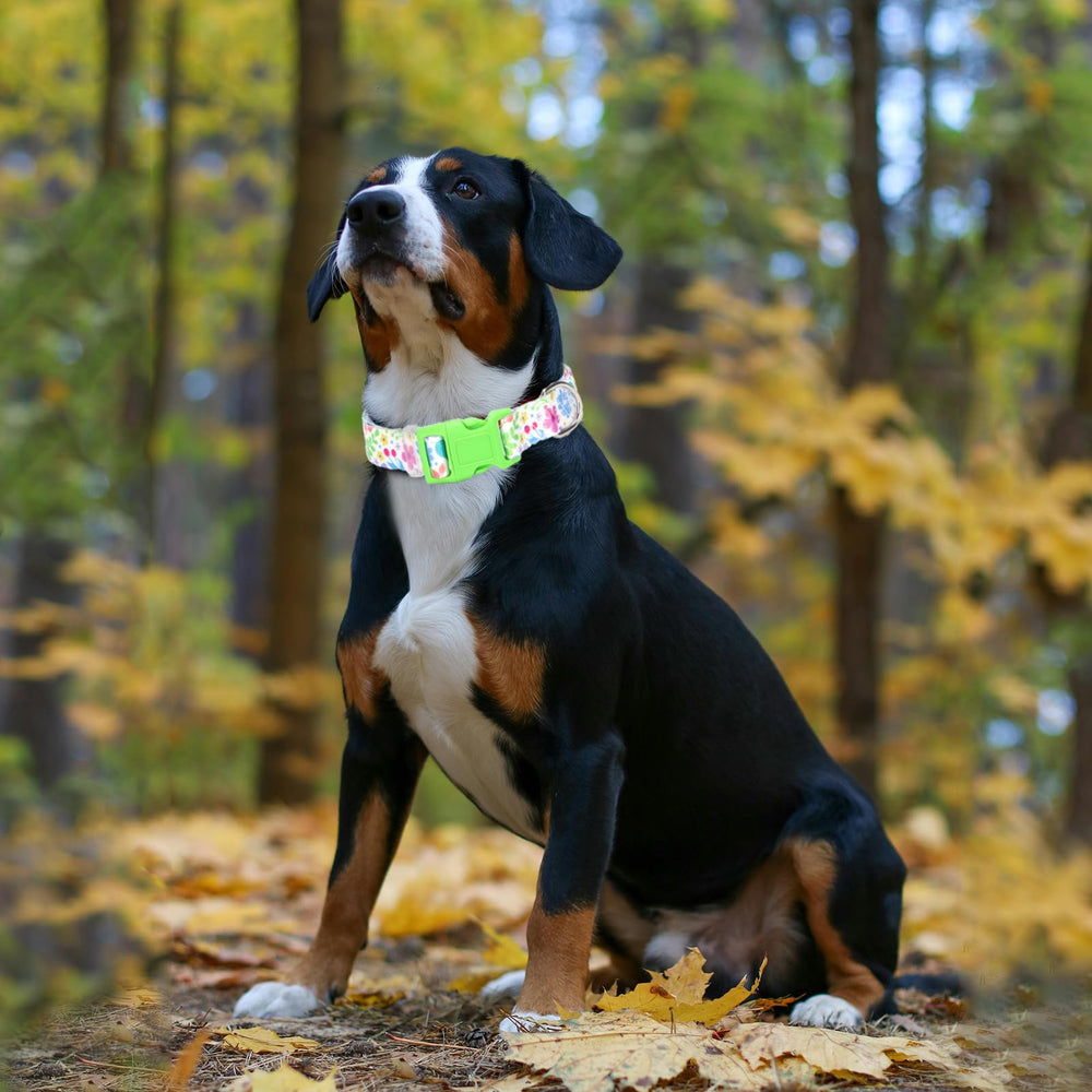 MAOWUWUJOZ xl-dog-collar-for-girls, ideal gift and daily adventures.