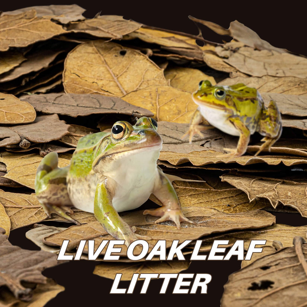 MAQIHAN oak leaf litter closeup highlighting texture and earthy tones for realistic terrarium