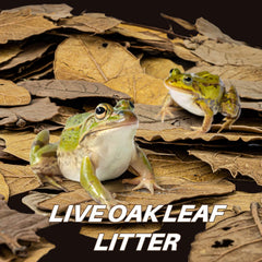 MAQIHAN oak leaf litter closeup highlighting texture and earthy tones for realistic terrarium