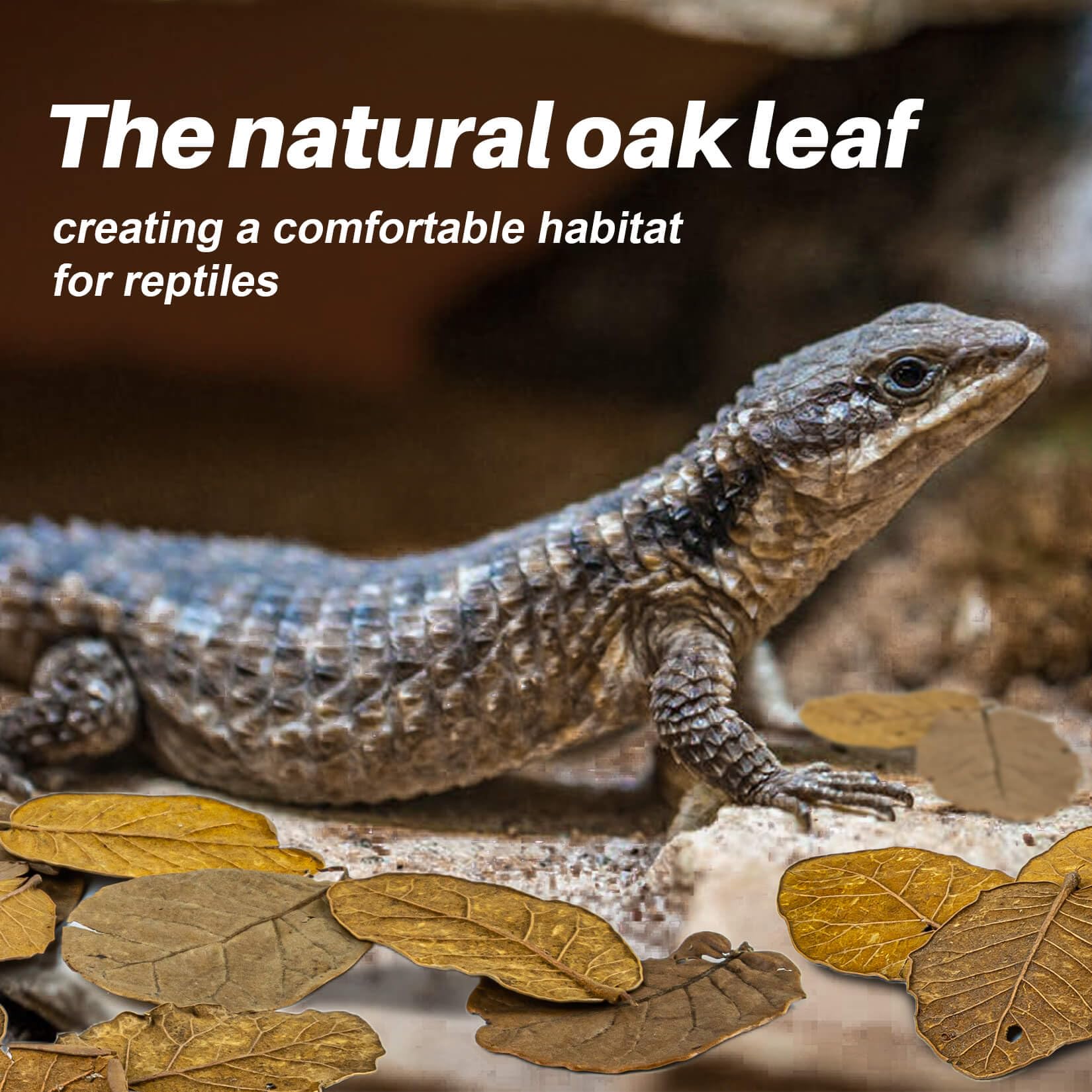 MAQIHAN oak leaf litter supports microfauna like isopods as a food source