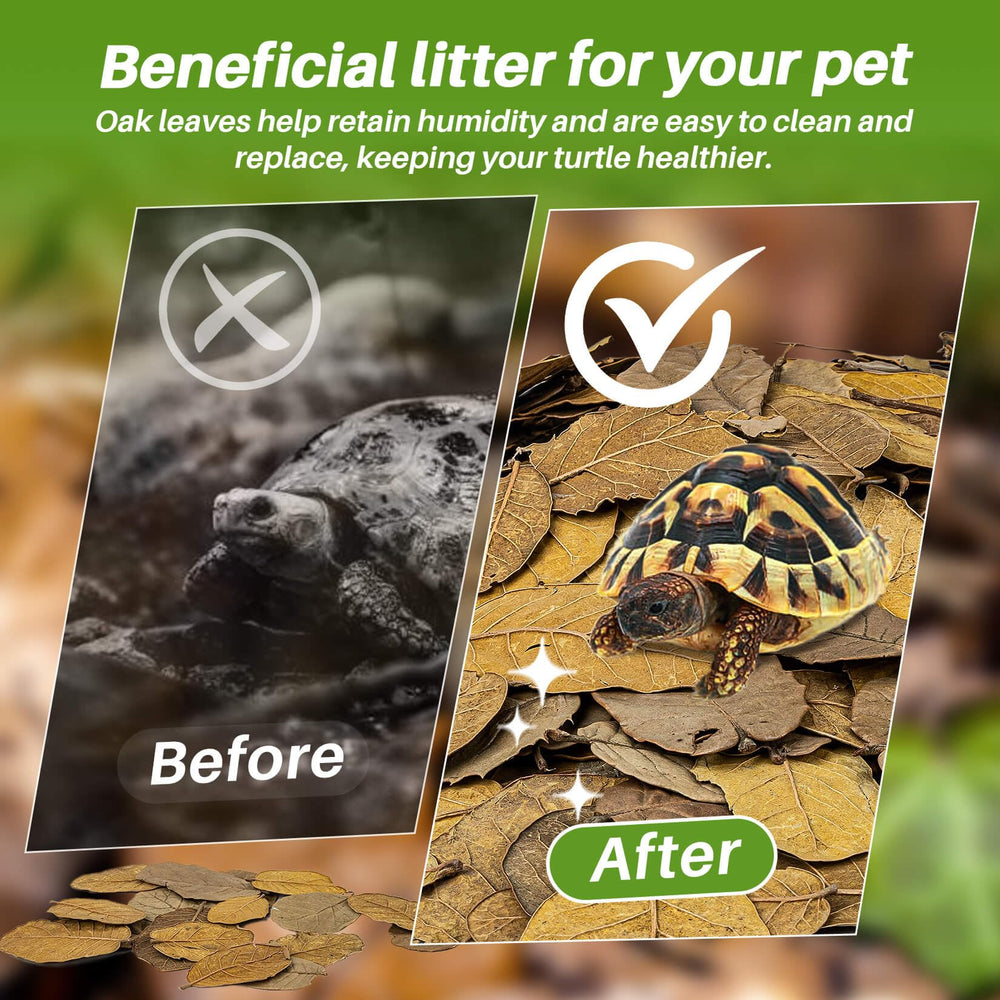 MAQIHAN oak leaf litter in terrarium setup with hiding spots