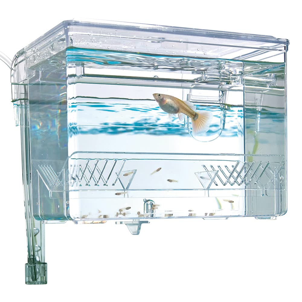 Marina Fluval holding box isolating fish to reduce tank stress during acclimation.
