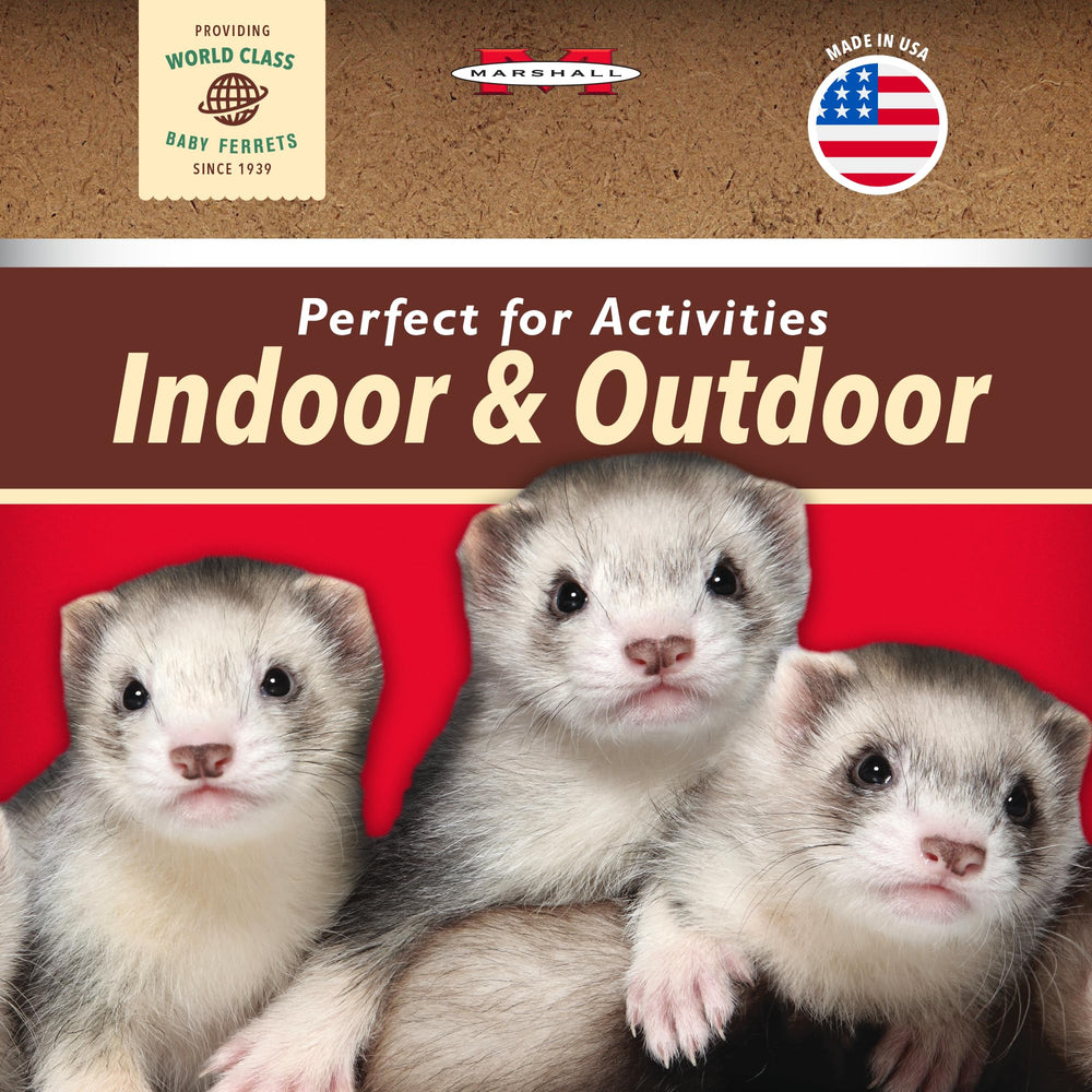 Marshall Bell Collar for Ferrets red on ferret demonstrates visibility during outdoor exploration.