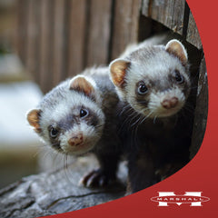 Marshall Ferret Extreme Munchy Minnows freeze-dried texture reveals crisp bite ferret loves