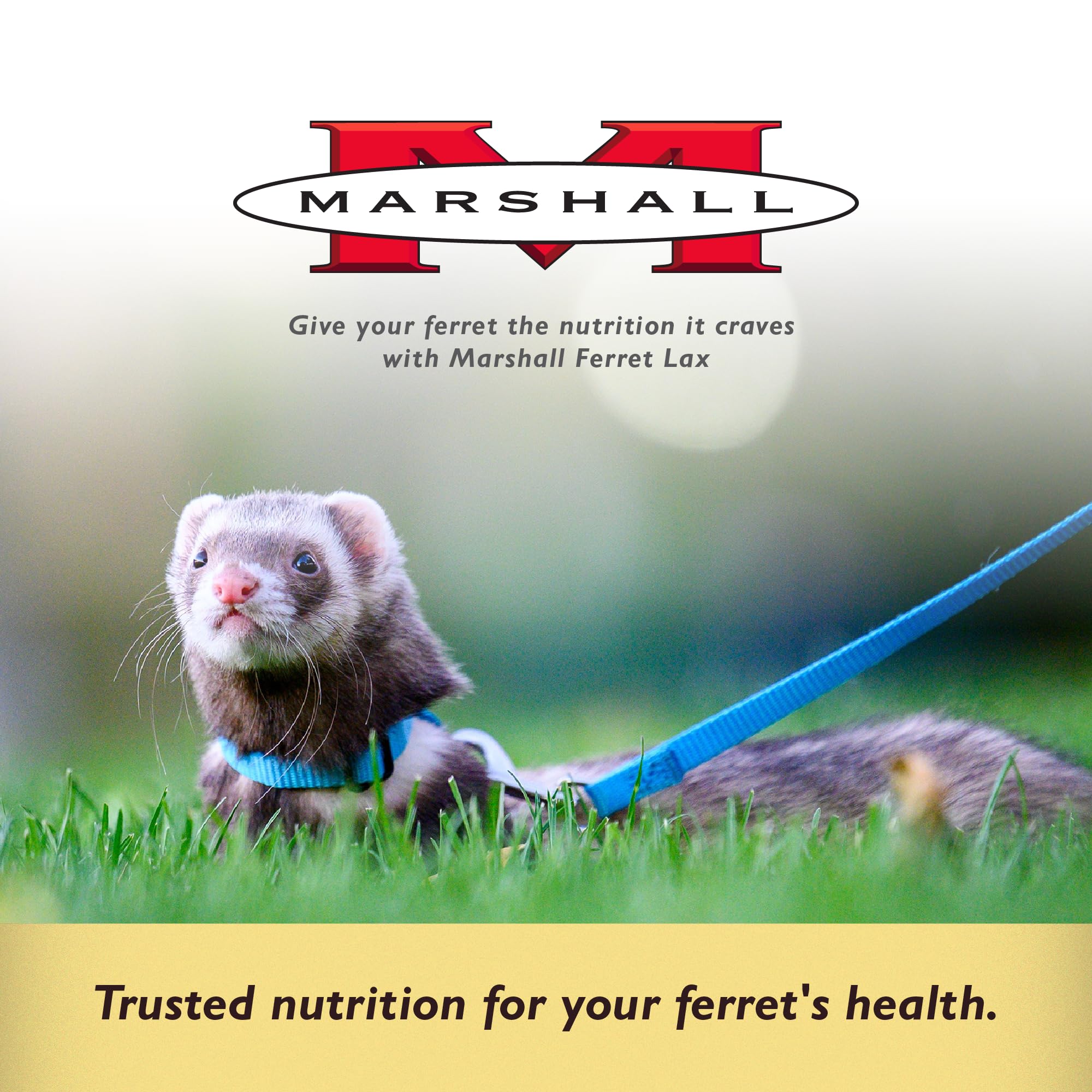 Marshall Ferret Lax paste close-up shows smooth texture for easy spreading.