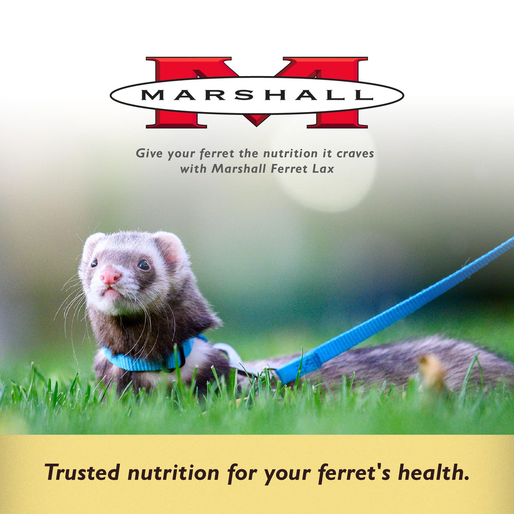 Marshall Ferret Lax paste close-up shows smooth texture for easy spreading.