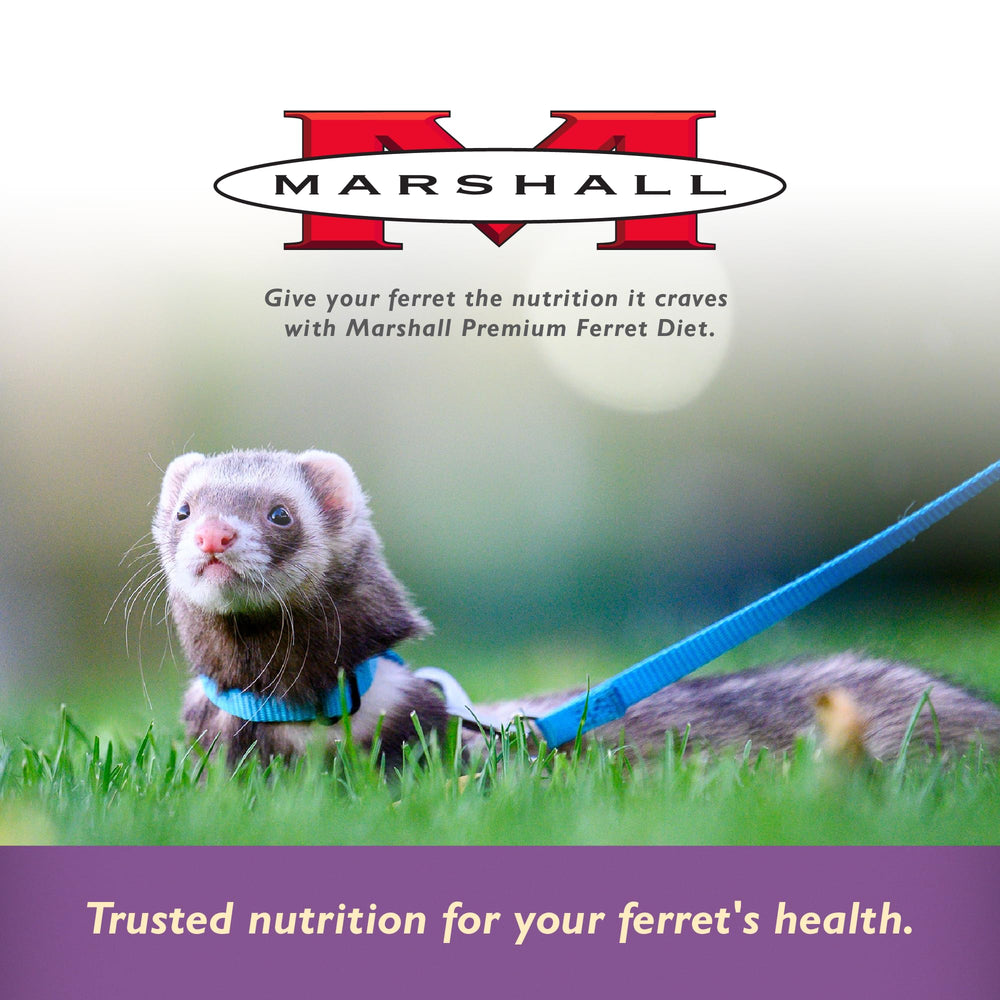 Marshall Premium Ferret Diet Senior Formula tub packaging on shelf highlights senior nutrition.