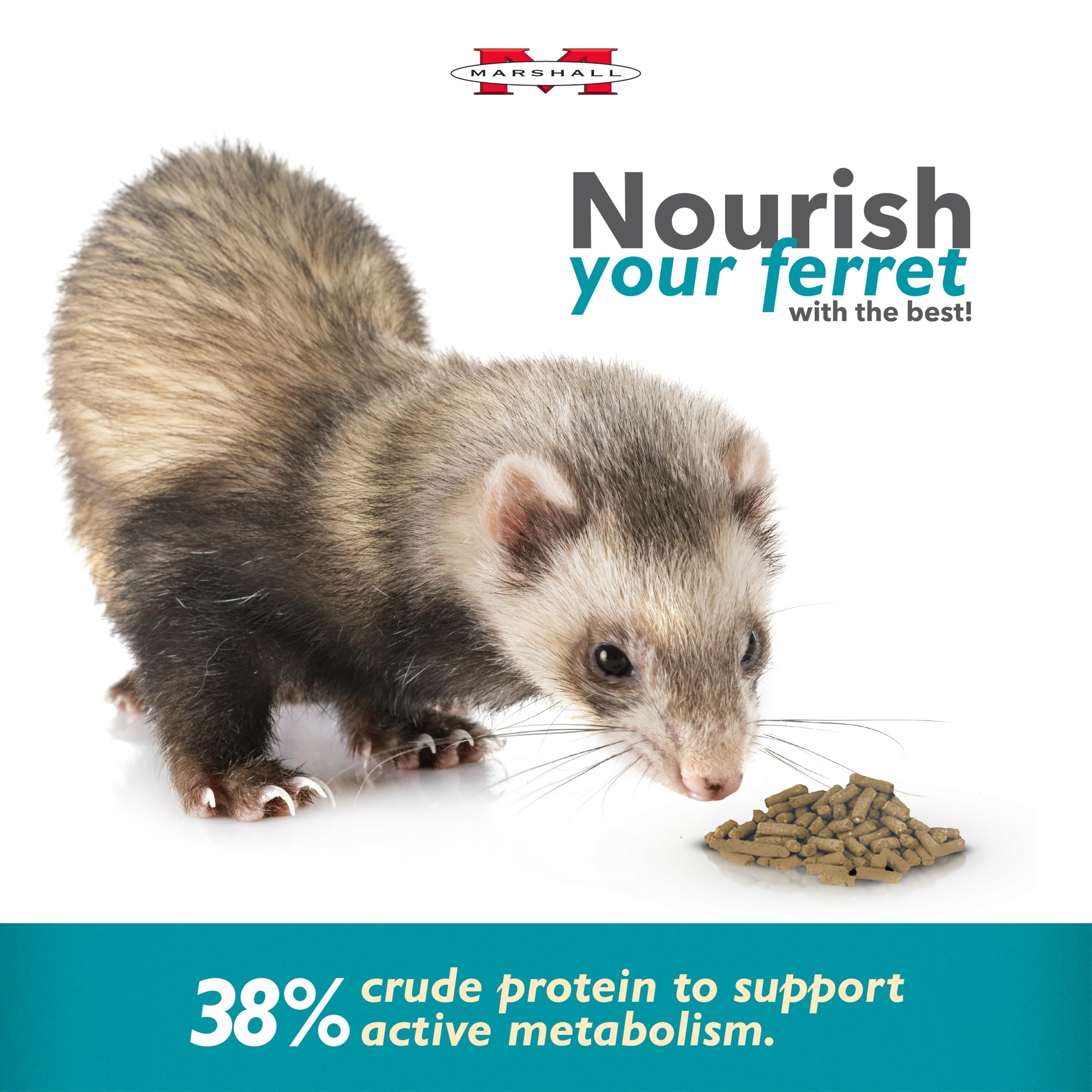 Marshall Select Chicken Formula ferret eating in bowl demonstrates daily feeding routine.