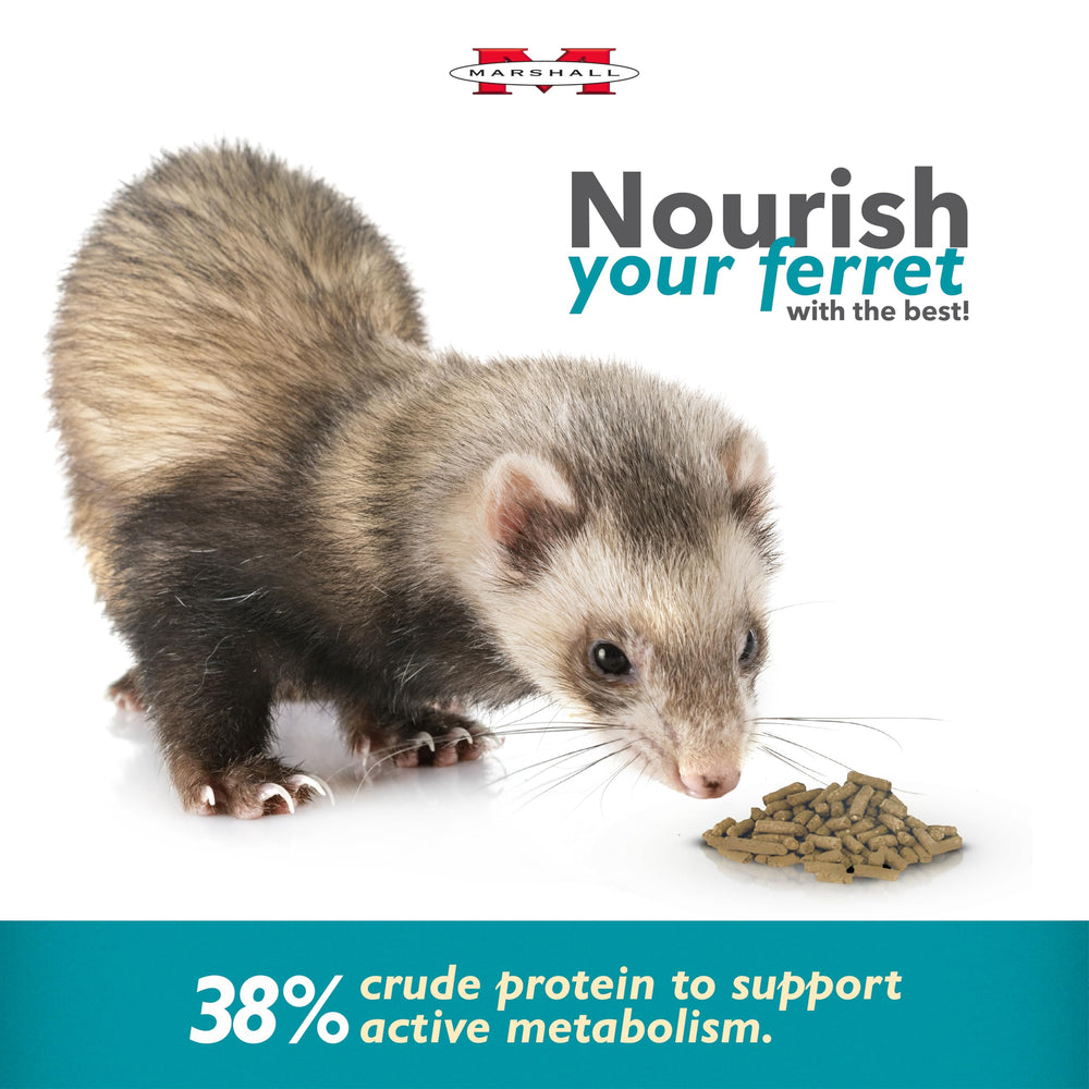 Marshall Select Chicken Formula ferret eating in bowl demonstrates daily feeding routine.