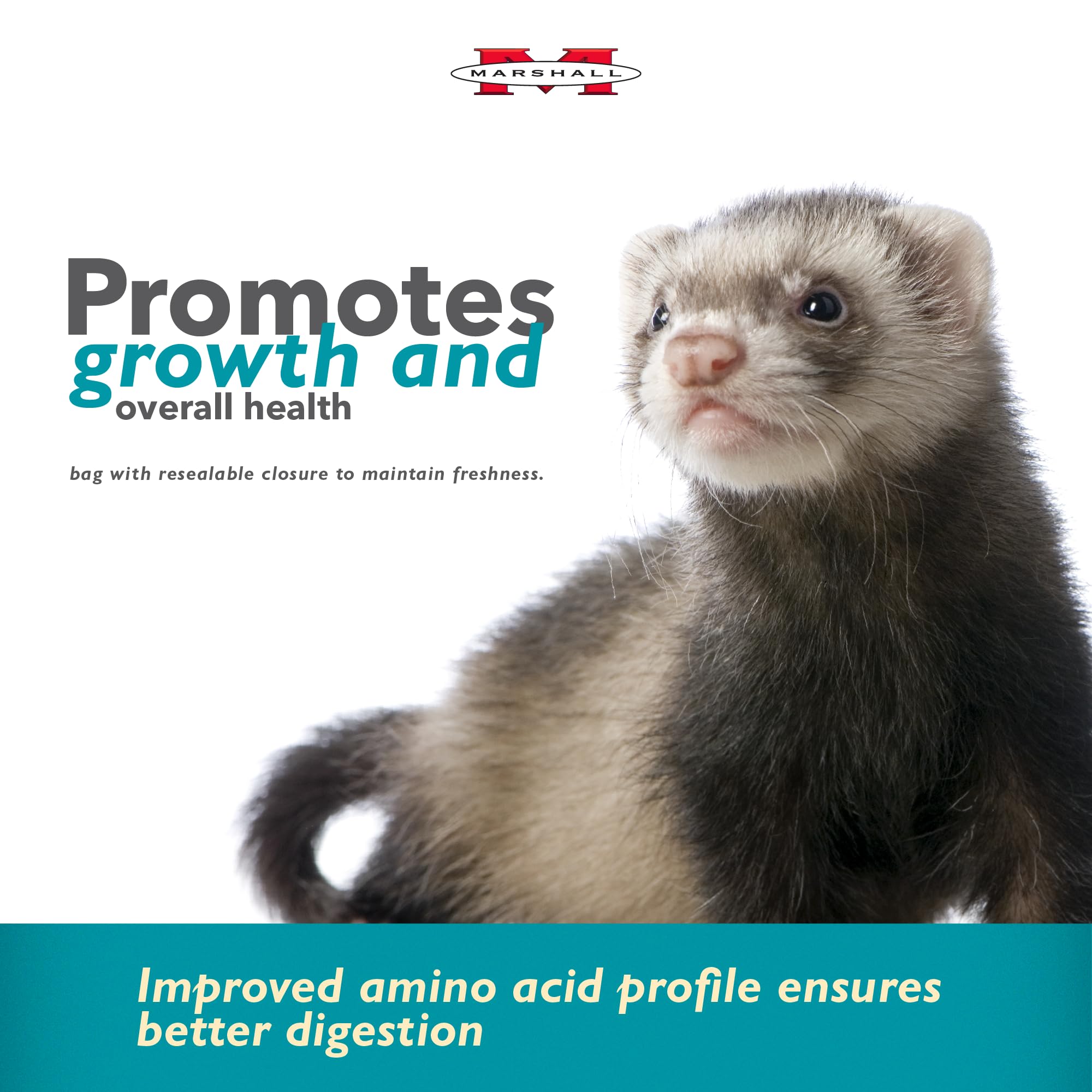 Marshall Select Chicken Formula ferret energetic play scene suggests energy support.